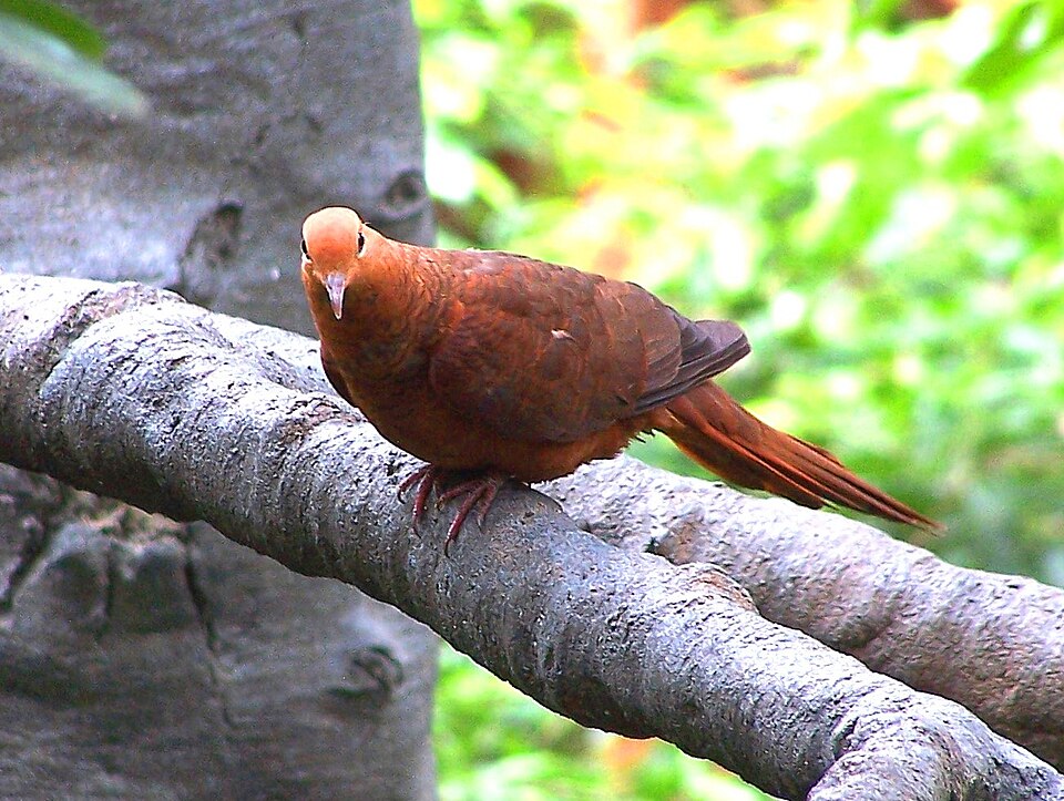 Ruddy Cuckoo-Dove