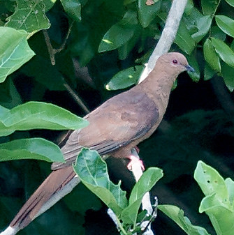 MacKinlay's Cuckoo-Dove