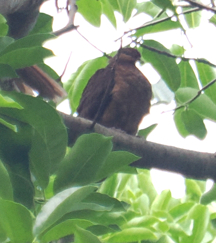 Timor Cuckoo-Dove