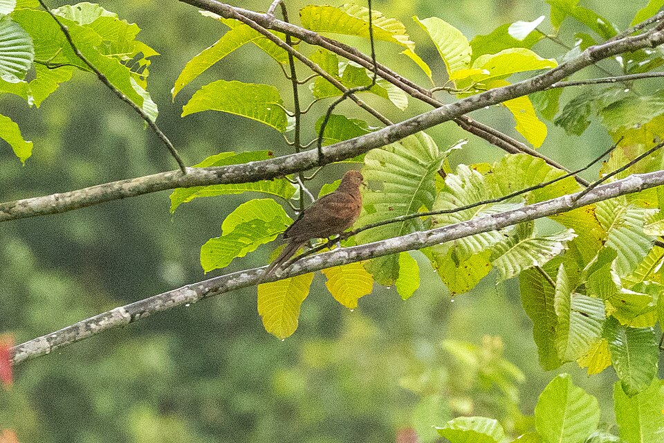 Barusan Cuckoo-Dove