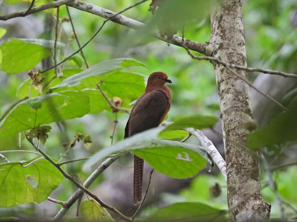 Bar-tailed Cuckoo-Dove