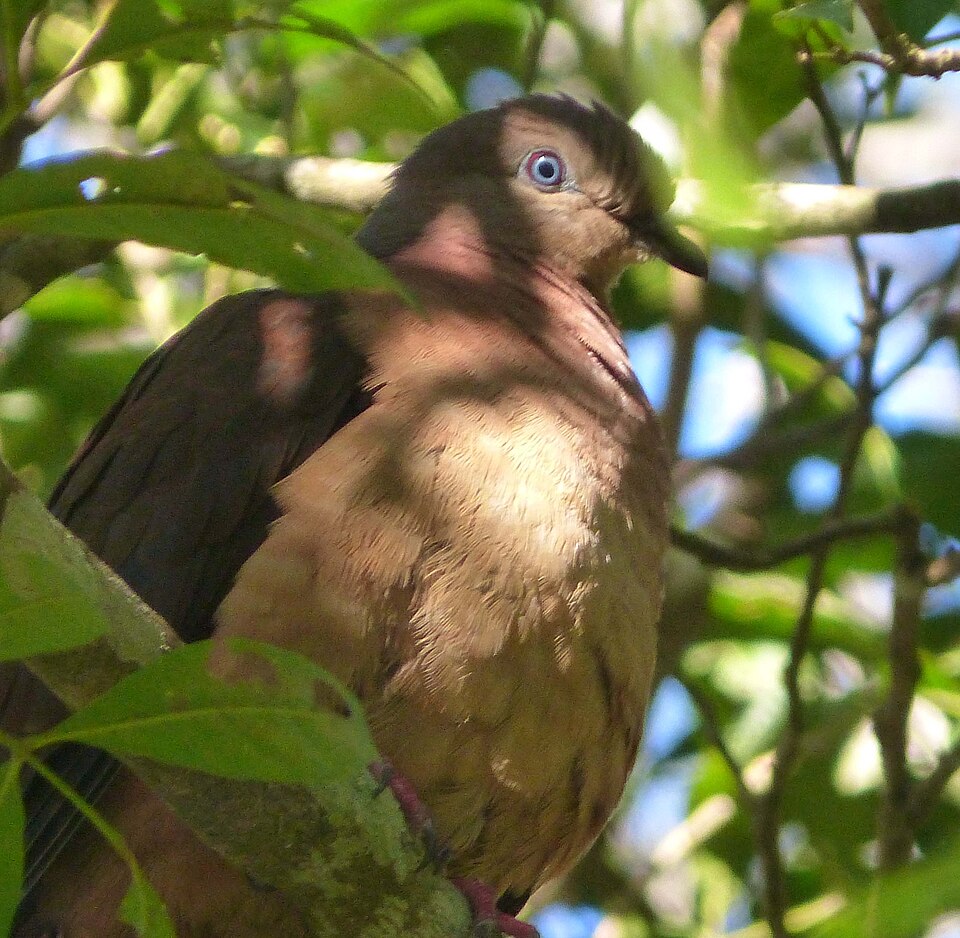 Brown Cuckoo-Dove