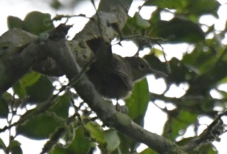 Grey Longbill