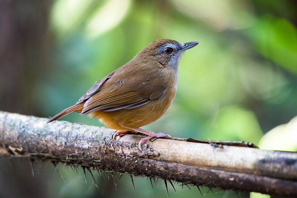 Abbott's Babbler