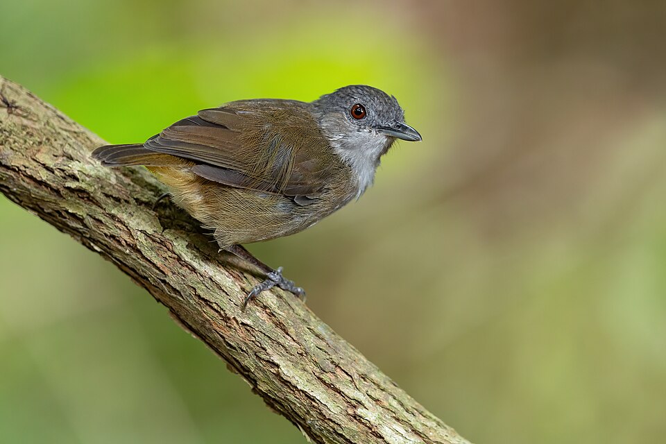 Horsfield's Babbler