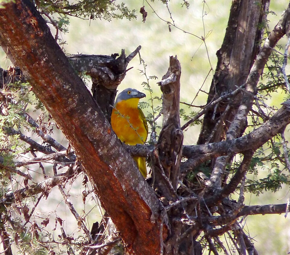 Grey-headed Bushshrike