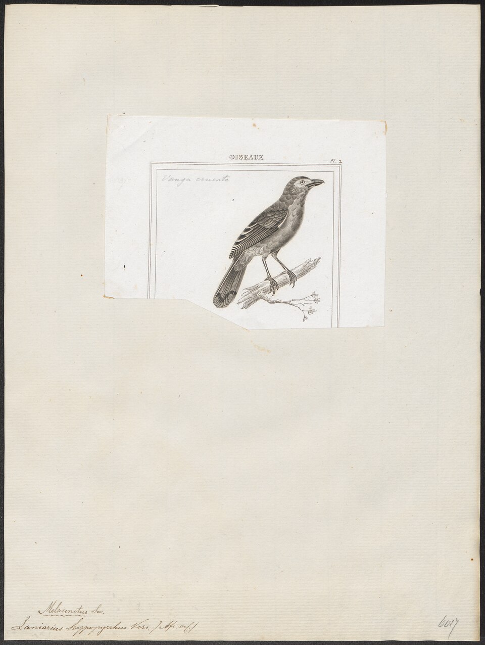 Fiery-breasted Bushshrike