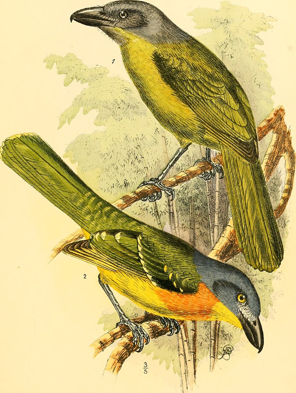 Green-breasted Bushshrike