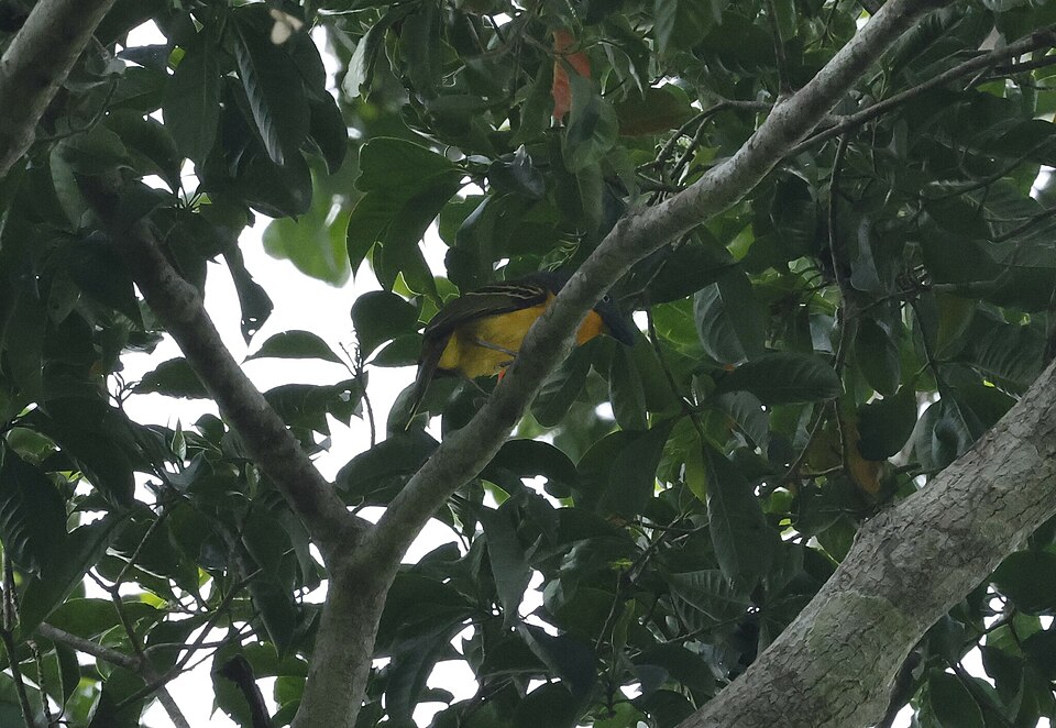 Lagden's Bushshrike