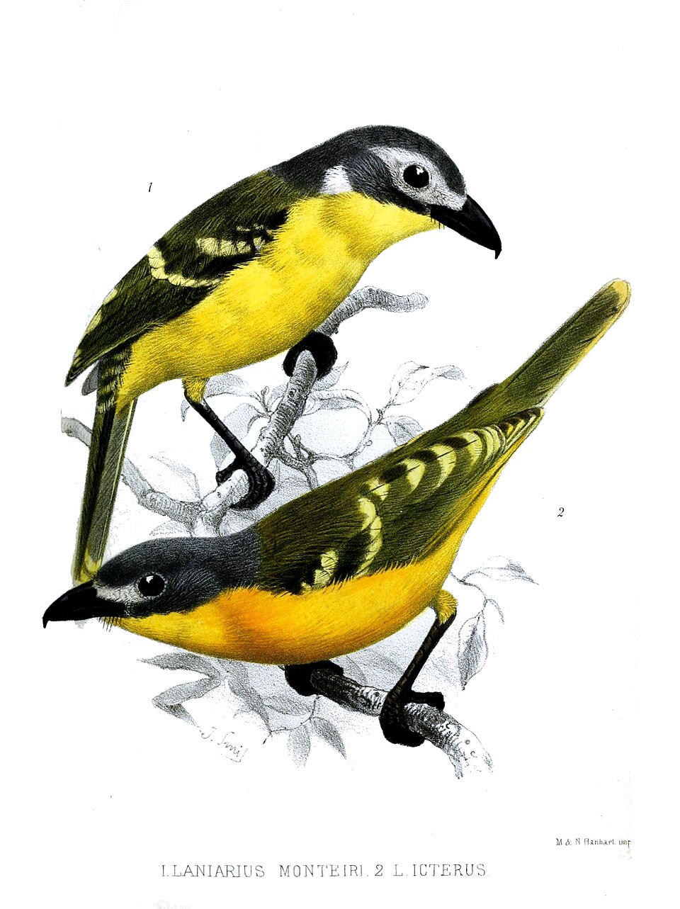 Monteiro's Bushshrike