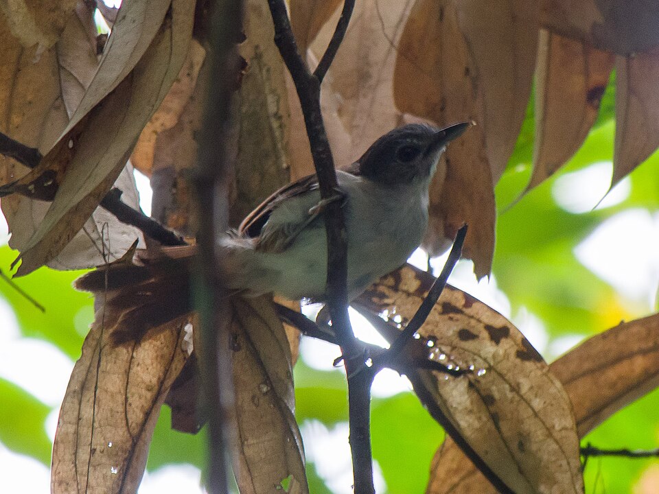 Sooty-capped Babbler