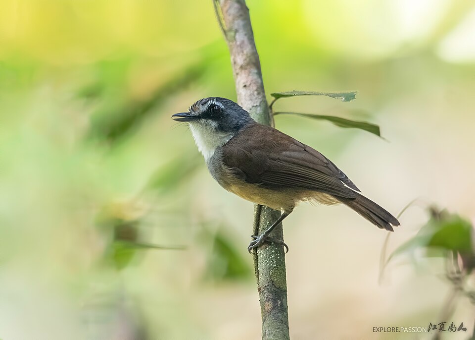 Grey-breasted Babbler