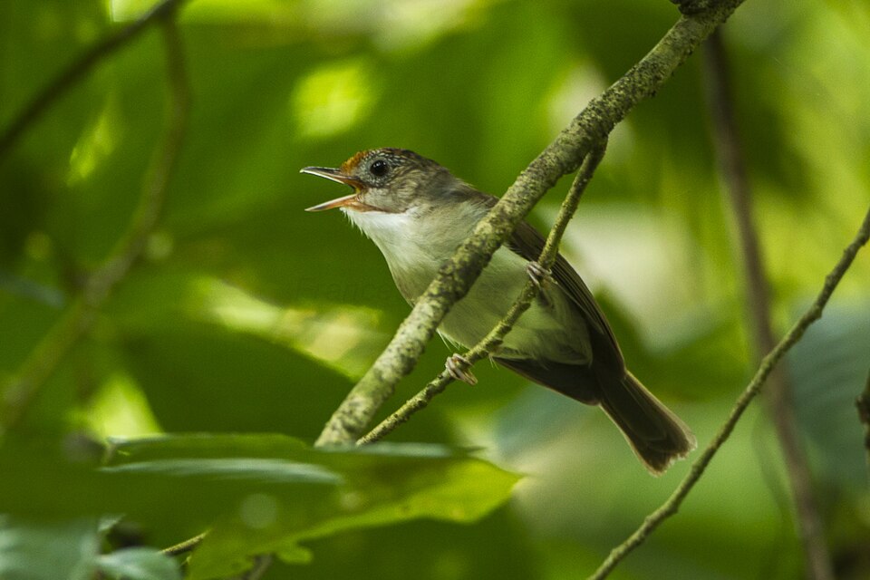 Scaly-crowned Babbler
