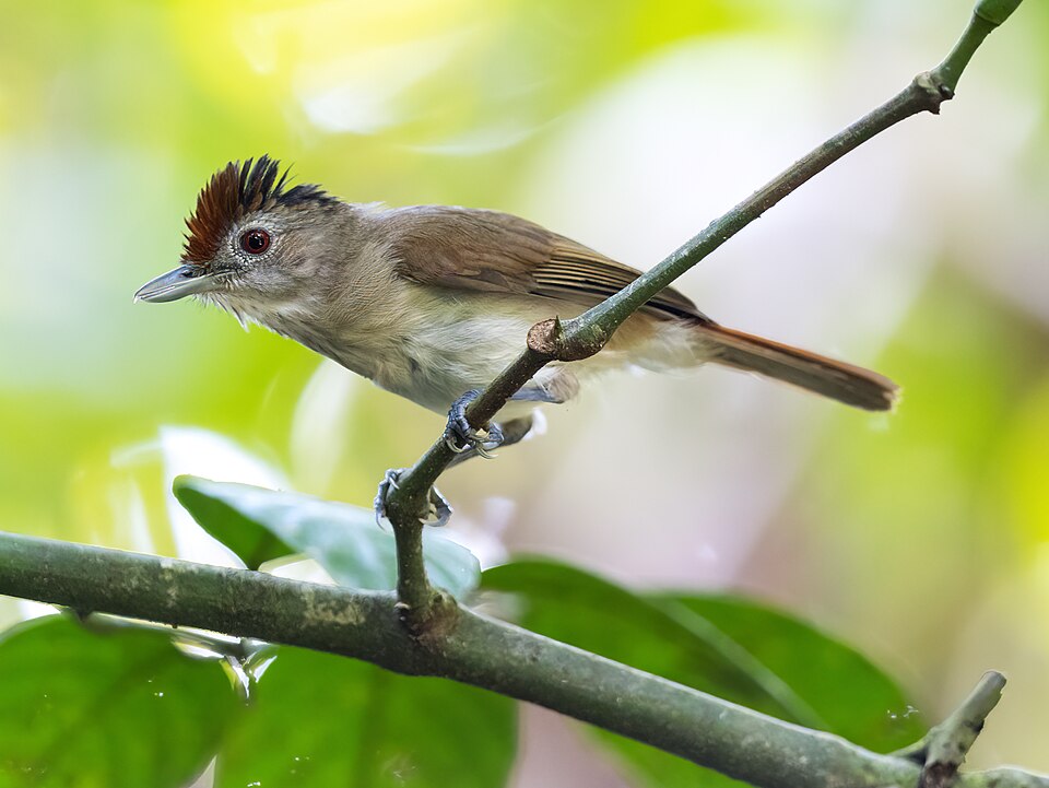 Rufous-crowned Babbler