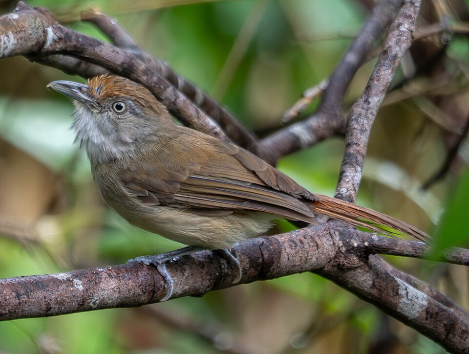 Melodious Babbler