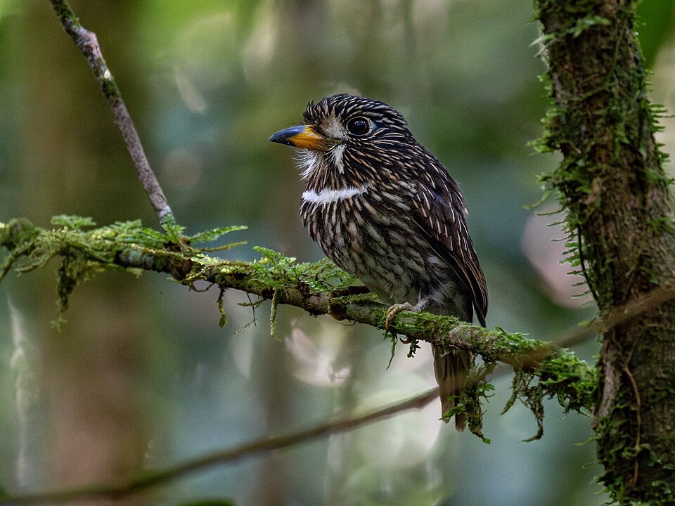 White-chested Puffbird