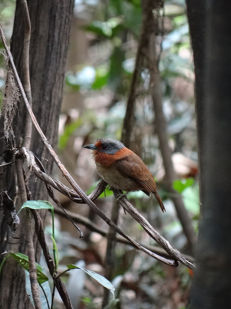 Rufous-necked Puffbird