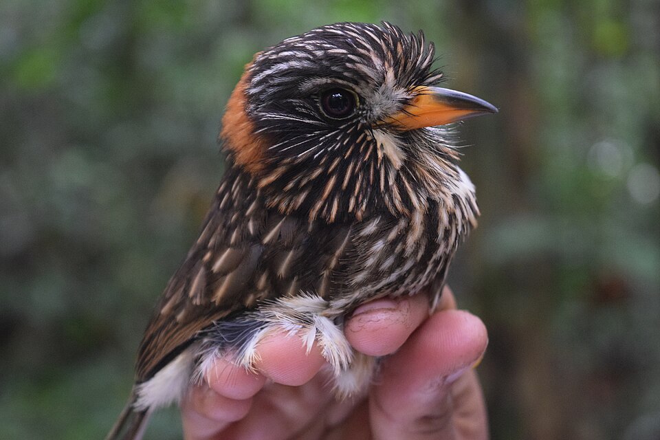 Semicollared Puffbird