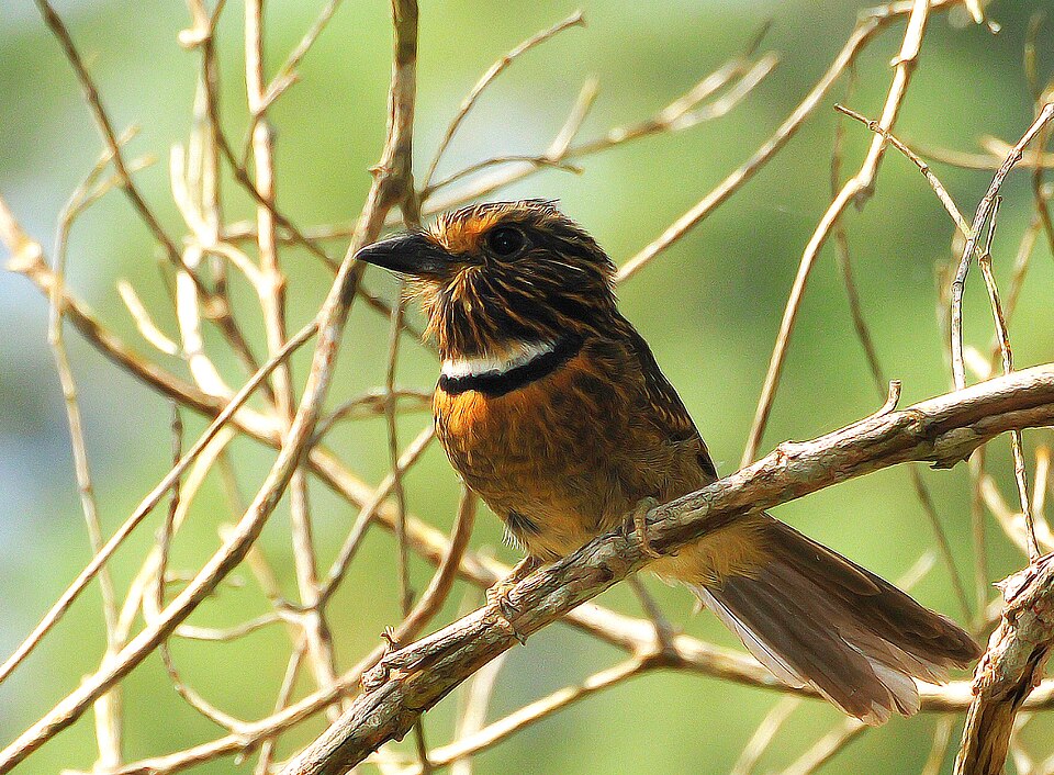 Crescent-chested Puffbird