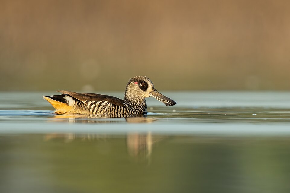 Pink-eared Duck