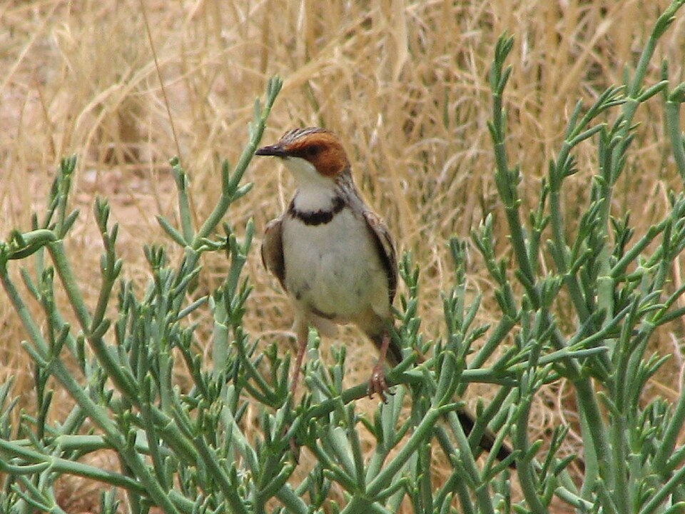 Rufous-eared Warbler
