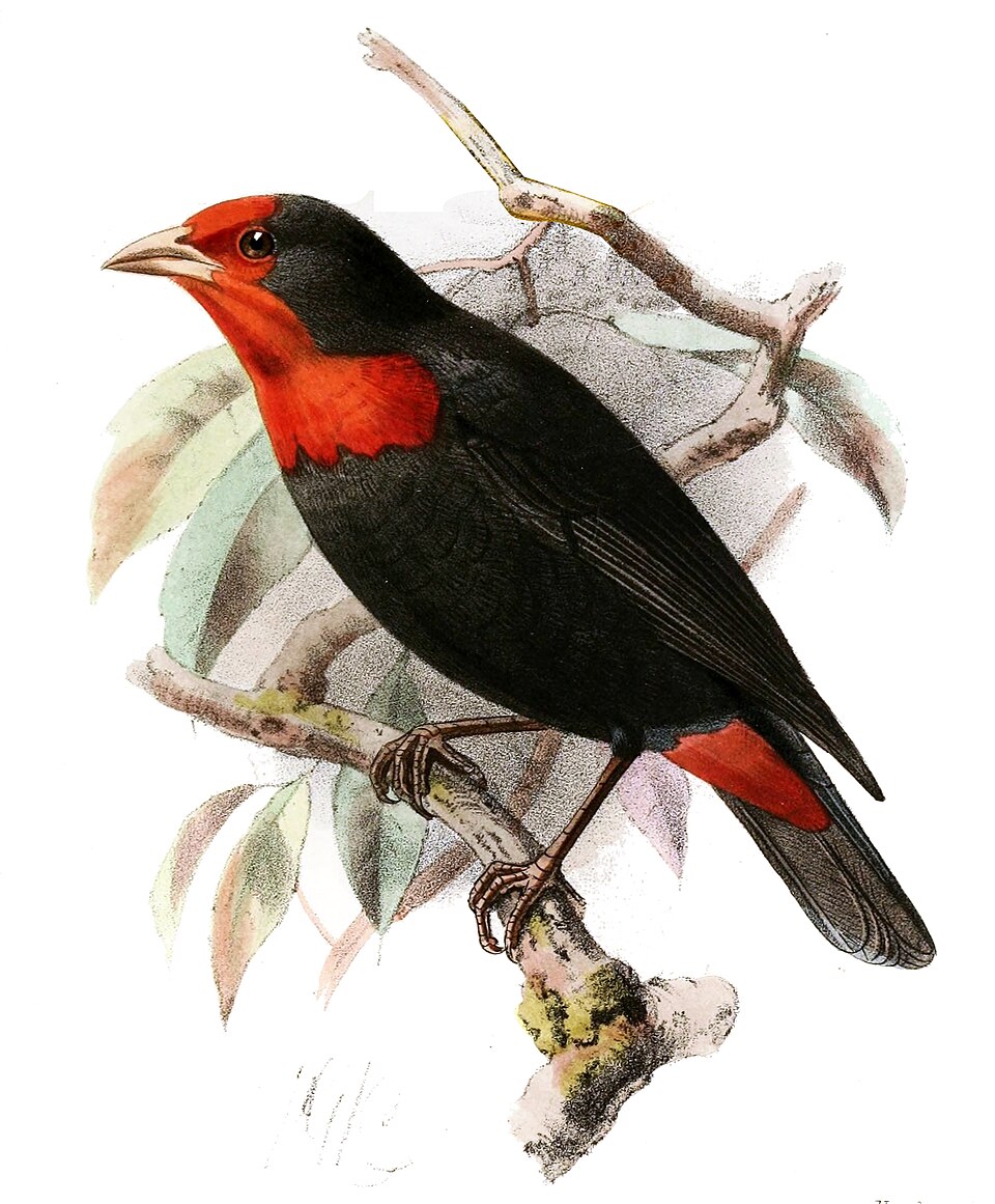 Red-vented Malimbe