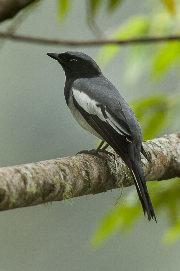 McGregor's Cuckooshrike
