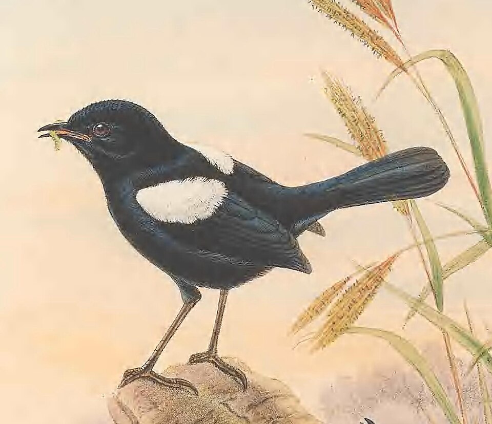 White-shouldered Fairywren