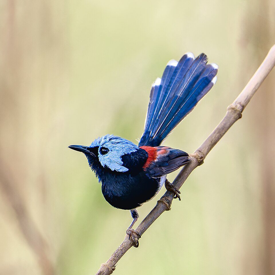 Lovely Fairywren