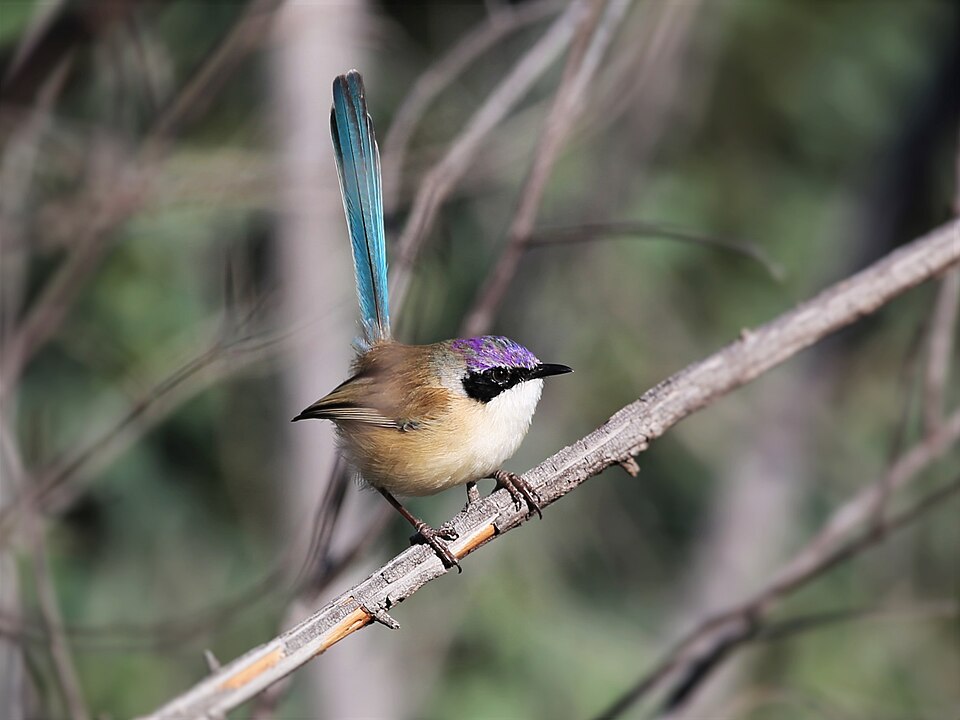 Purple-crowned Fairywren