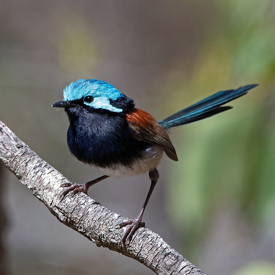 Red-winged Fairywren