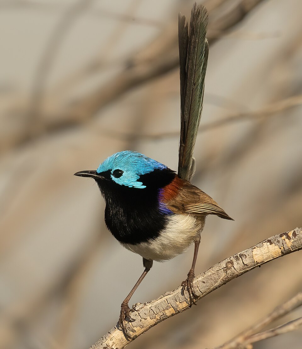Variegated Fairywren