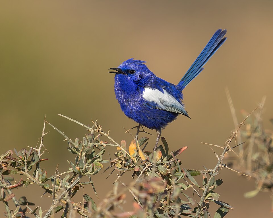 White-winged Fairywren