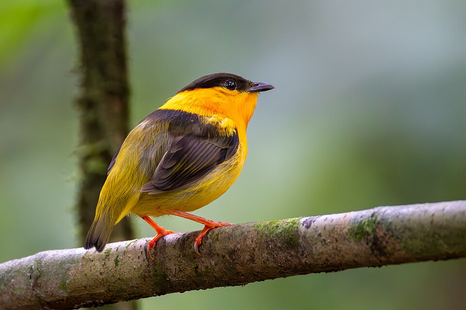 Orange-collared Manakin