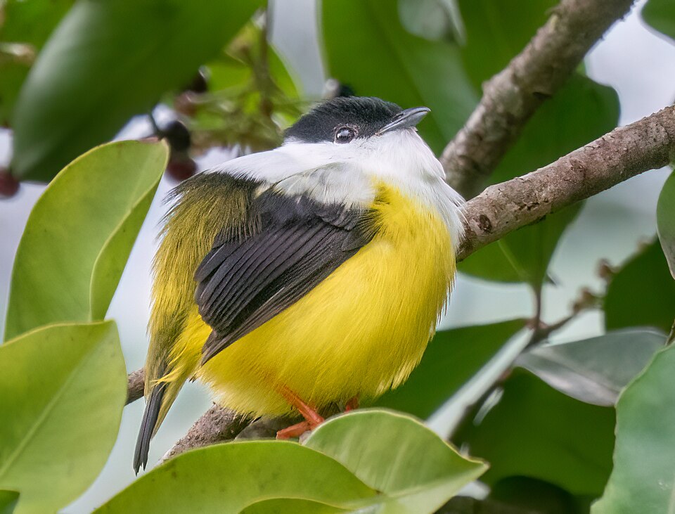 White-collared Manakin