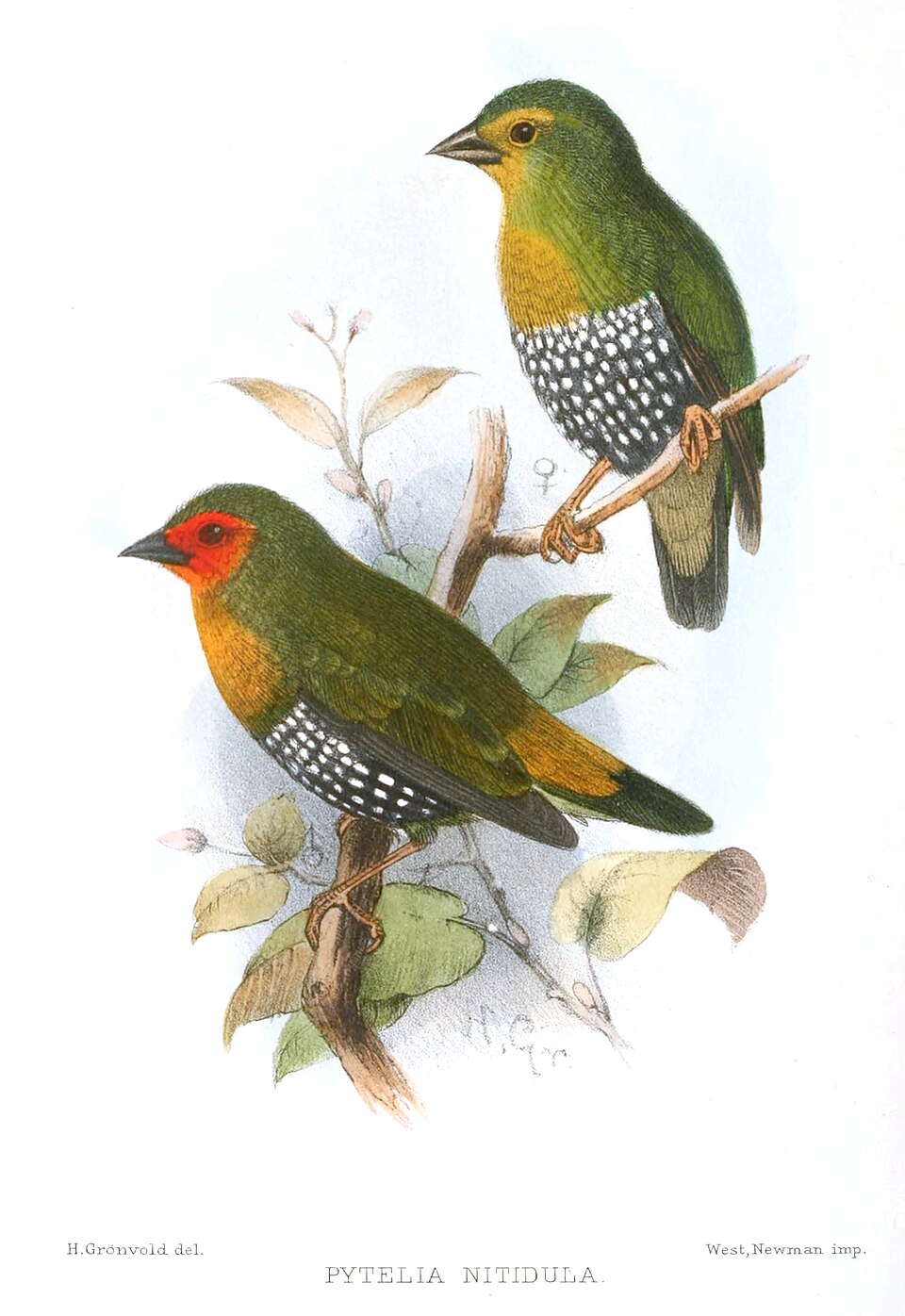 Green Twinspot