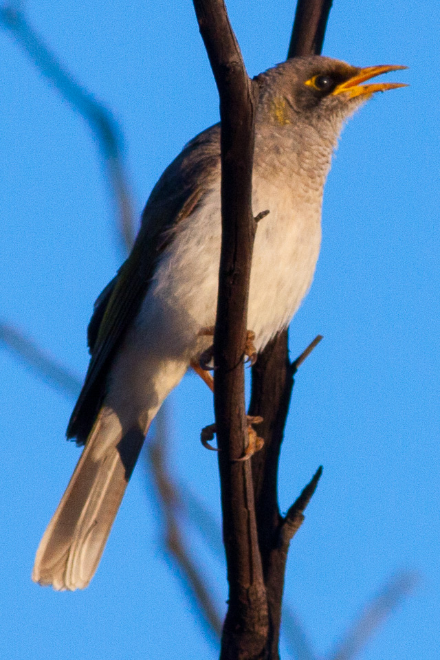 Black-eared Miner