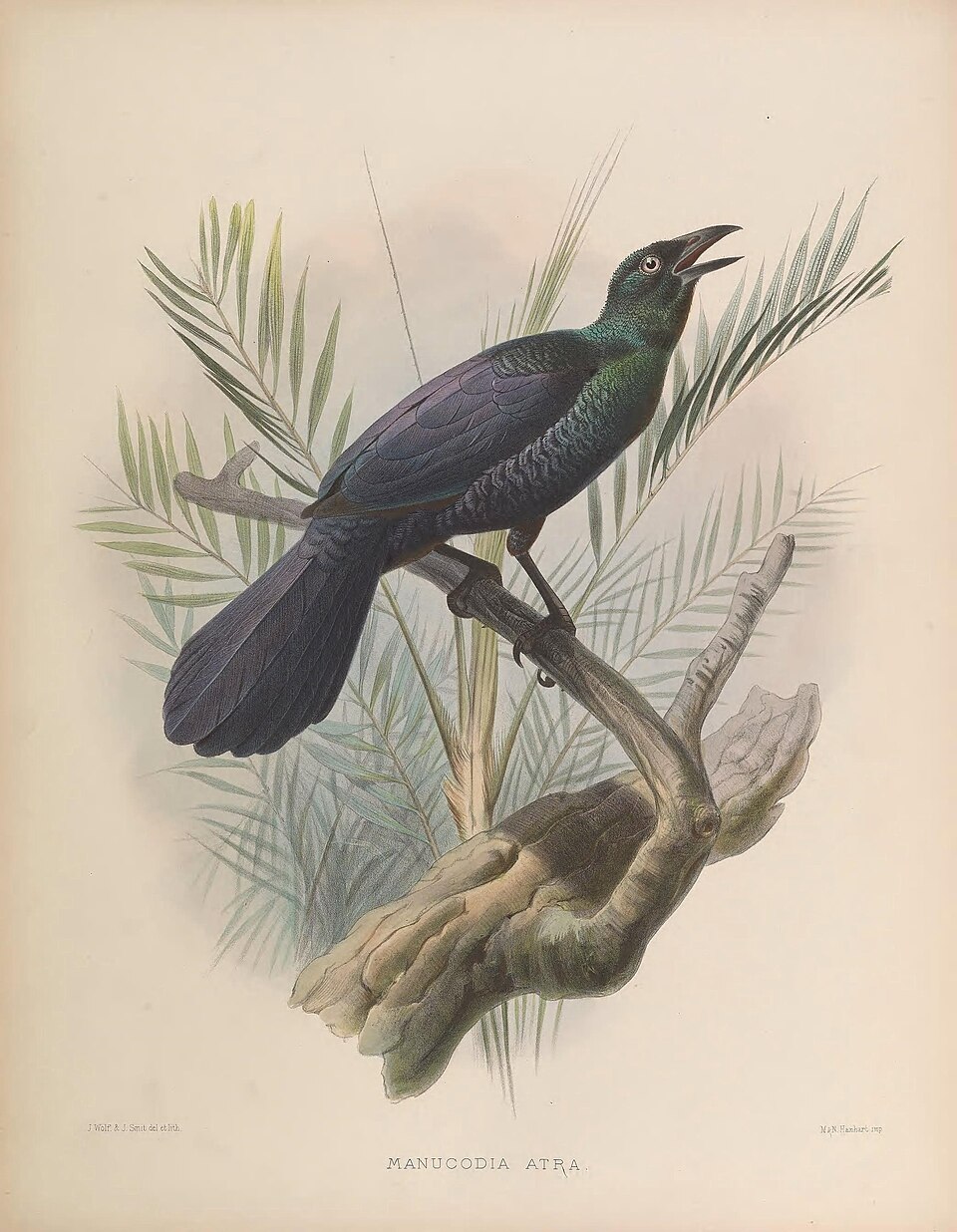 Glossy-mantled Manucode