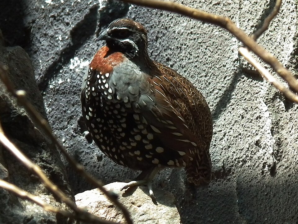 Madagascar Partridge