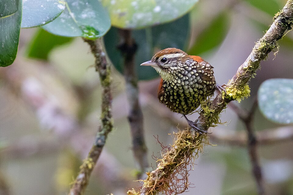 Pearled Treerunner