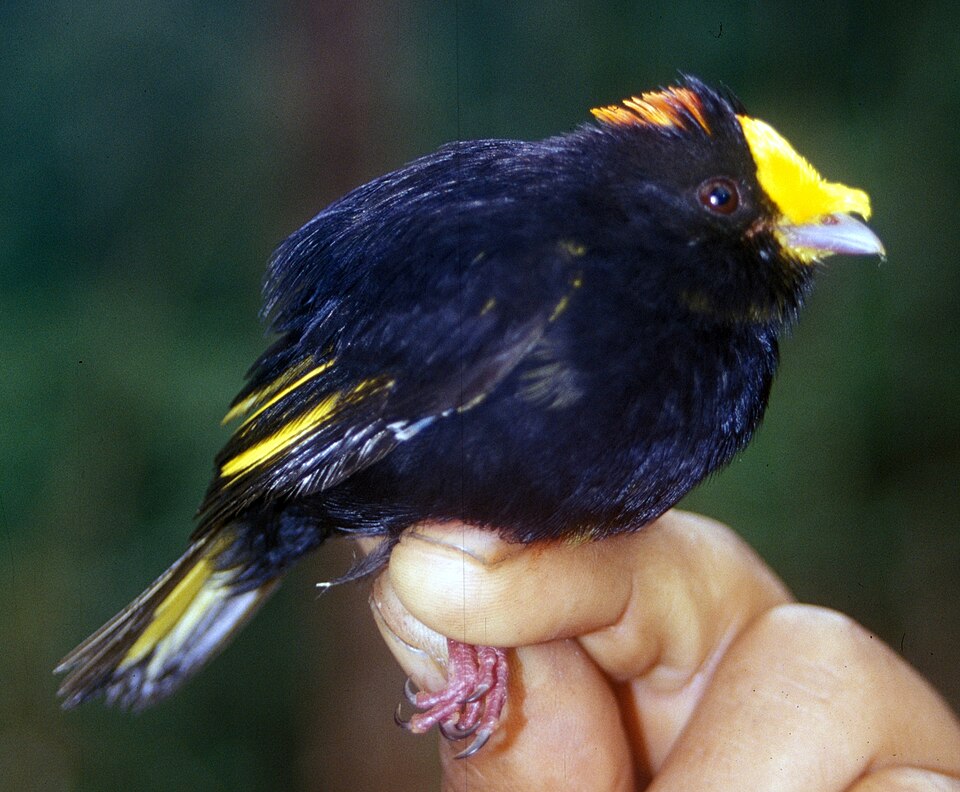 Golden-winged Manakin