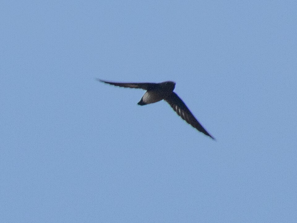 Papuan Spine-tailed Swift