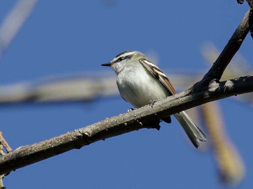 Rufous-winged Tyrannulet