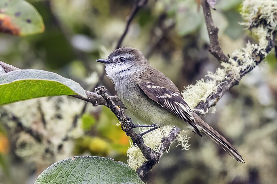 White-throated Tyrannulet