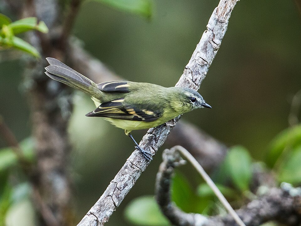 Sulphur-bellied Tyrannulet
