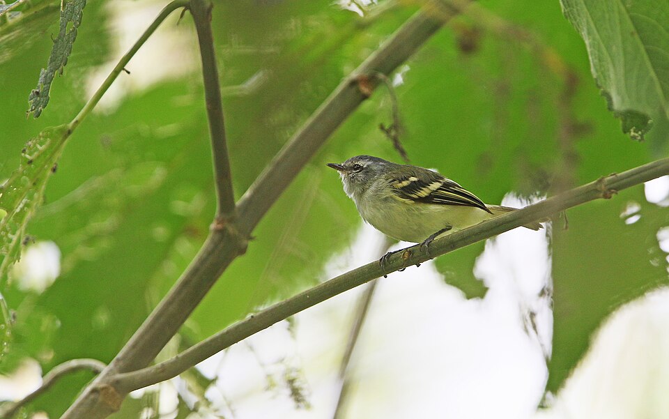 White-tailed Tyrannulet