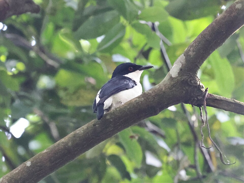 African Shrike-flycatcher