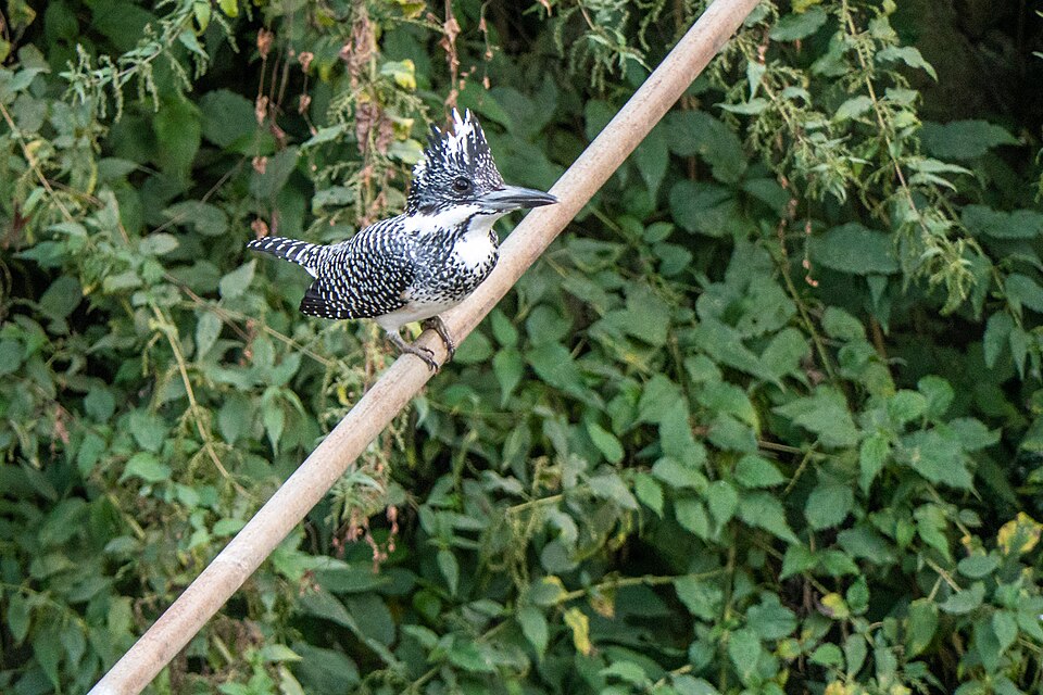 Crested Kingfisher