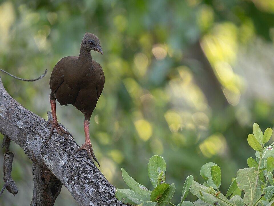 Sula Megapode