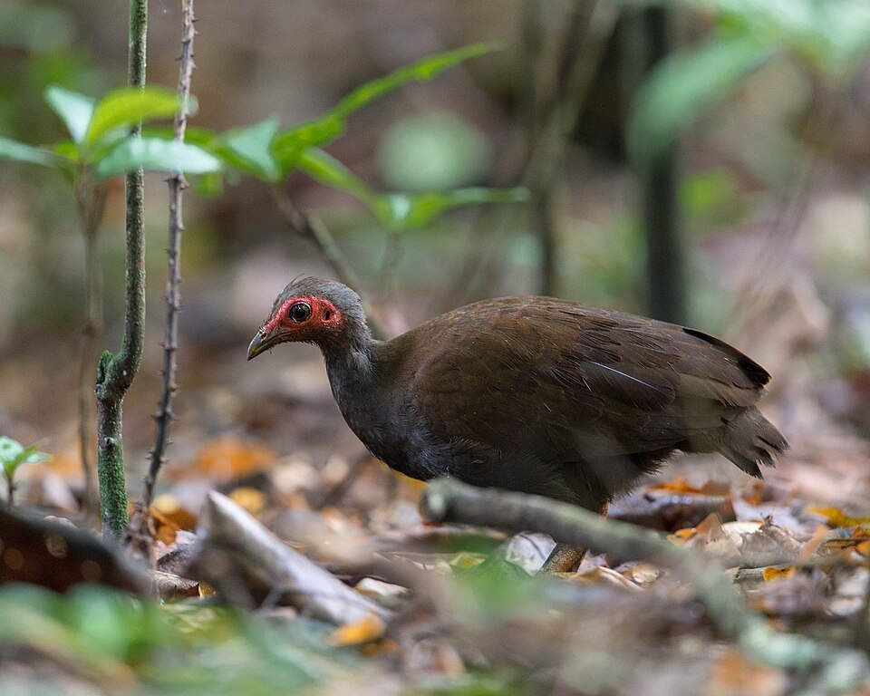 Philippine Megapode